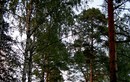 «Стародачное» место